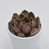 Echeveria Kisses - 6cm