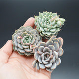 Echeveria hybrid
