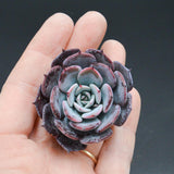 Echeveria hybrid