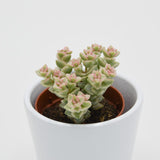 Crassula Tom Thumb f. variegata - 5,5cm