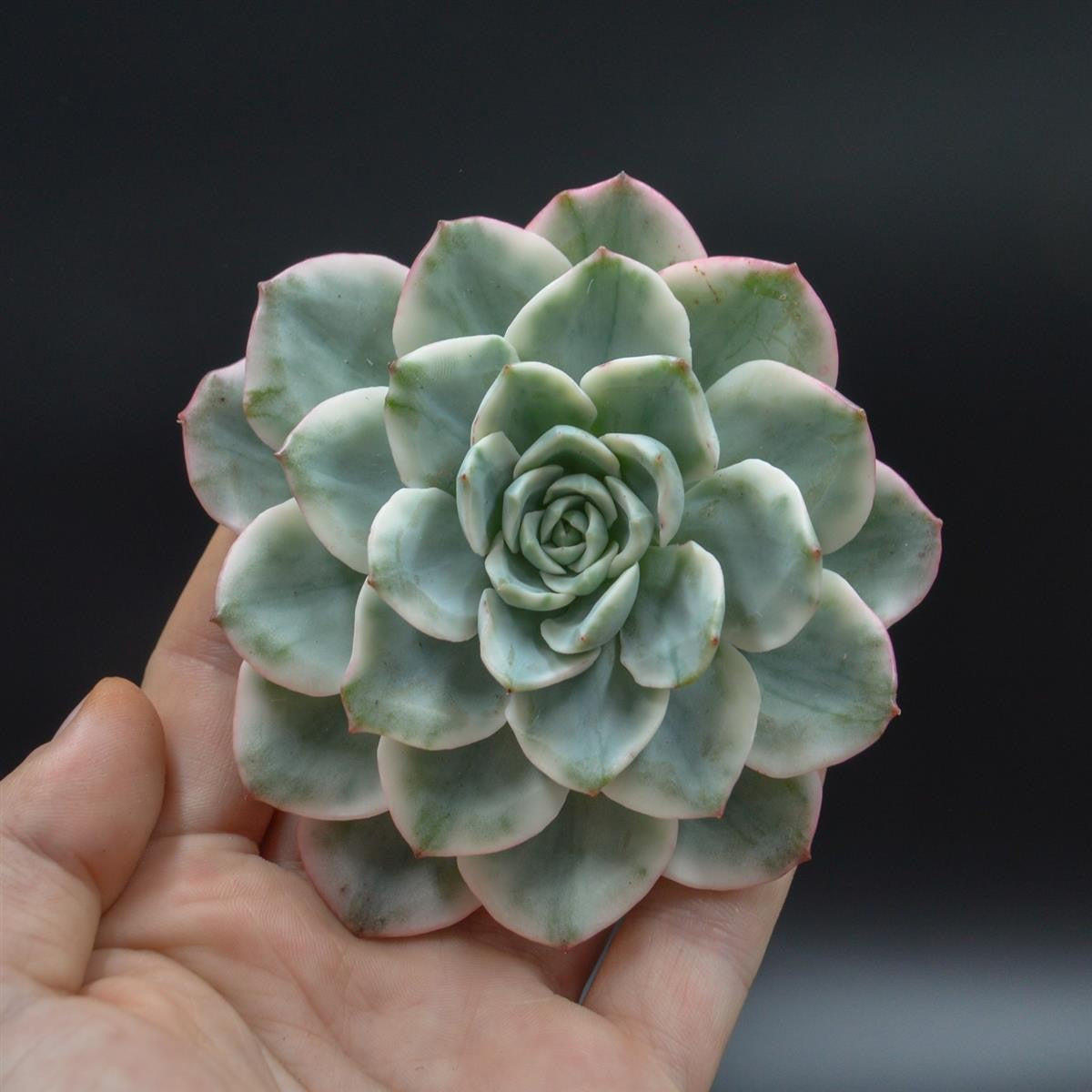 Echeveria Creamy Yellow f. variegata Steckling