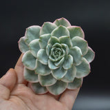 Echeveria Creamy Yellow f. variegata Steckling