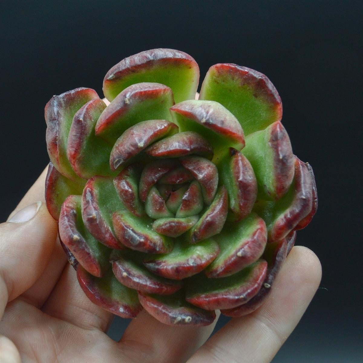 Echeveria Puli-lindsayana f. monstuose Steckling