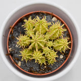 Euphorbia aggregata f. variegata - 8,5cm