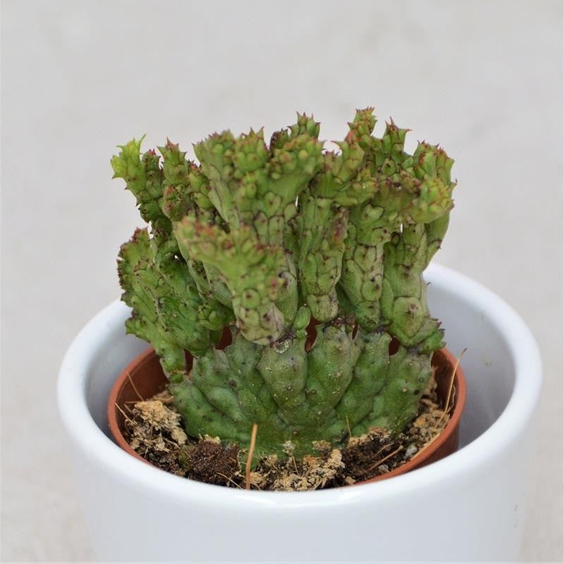 Euphorbia enopla f. cristata Coral - 5,5cm