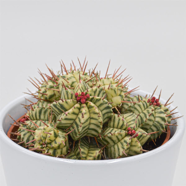 Euphorbia meloformis f. variegata Ø10,5cm