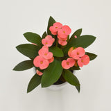 Euphorbia milii Athene (pink) - 6cm