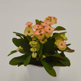 Euphorbia milii Hera (gelb/orange) - 6cm