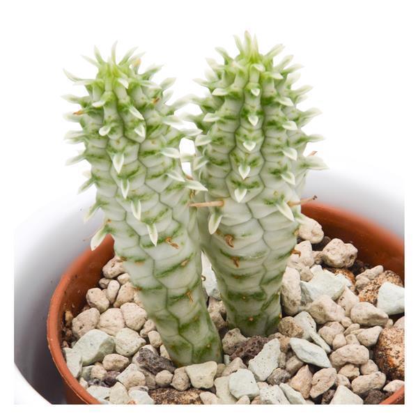 sukkulenten variegata Euphorbia mammillaris f. variegata