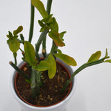 Euphorbia phosphorea - 10,5cm