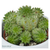 Sukkulenten Selektion, 3 Stück