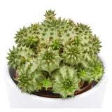 Euphorbia susannae - 5,5cm