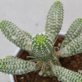 Euphorbia mammillaris f. variegata - 12cm