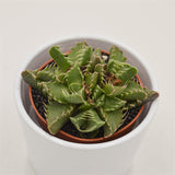 Faucaria  Monster - 8,5cm