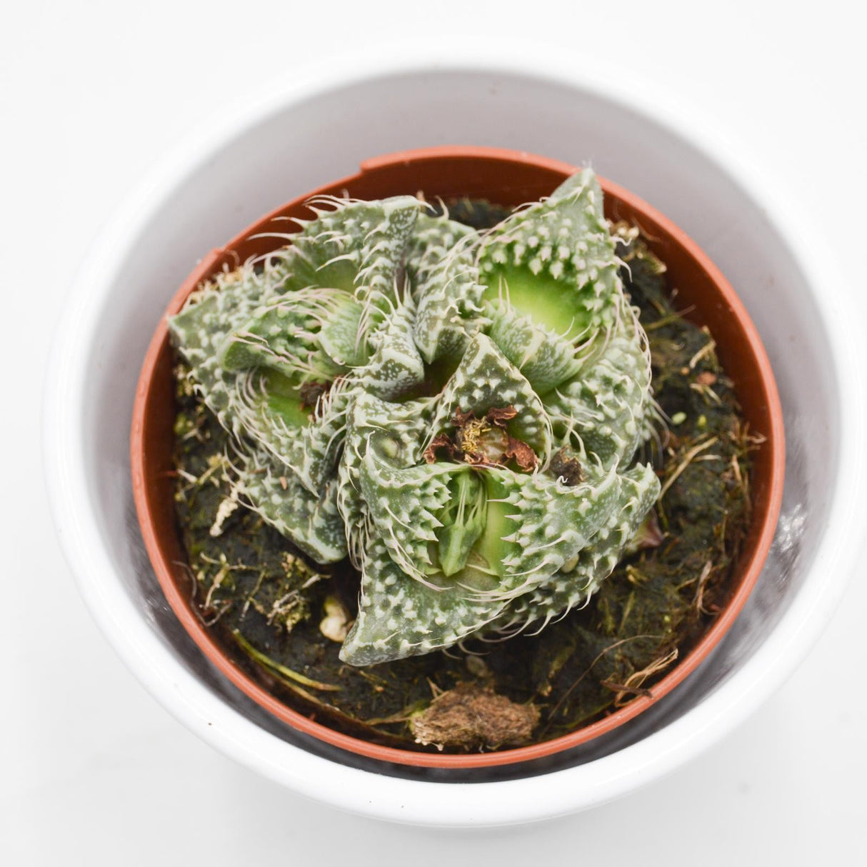 Faucaria  Monster - 8,5cm