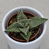 Faucaria tigrina - 5,5cm