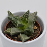 Faucaria tigrina - 5,5cm