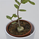 Fockea edulis - 8,5cm