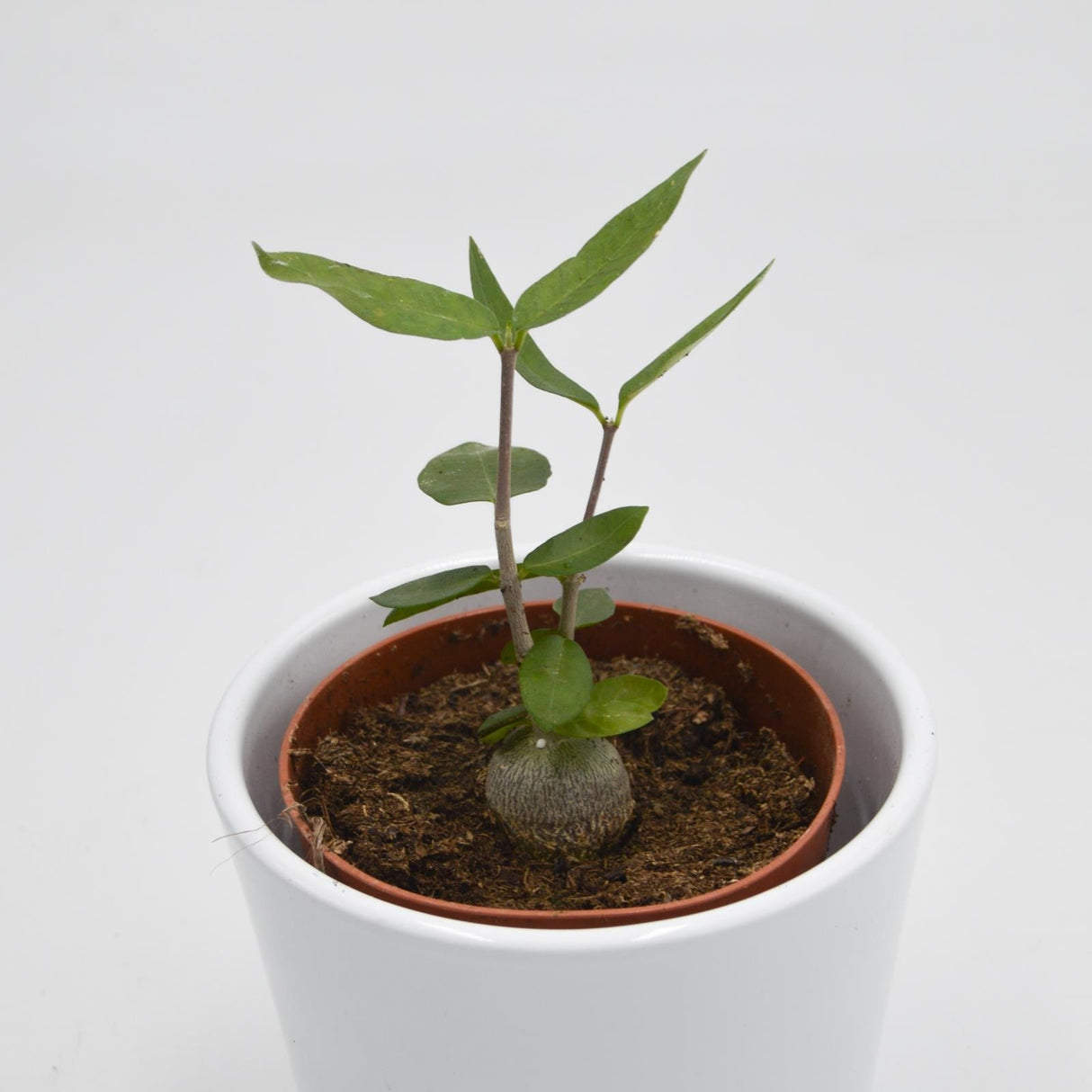 Fockea edulis - 8,5cm