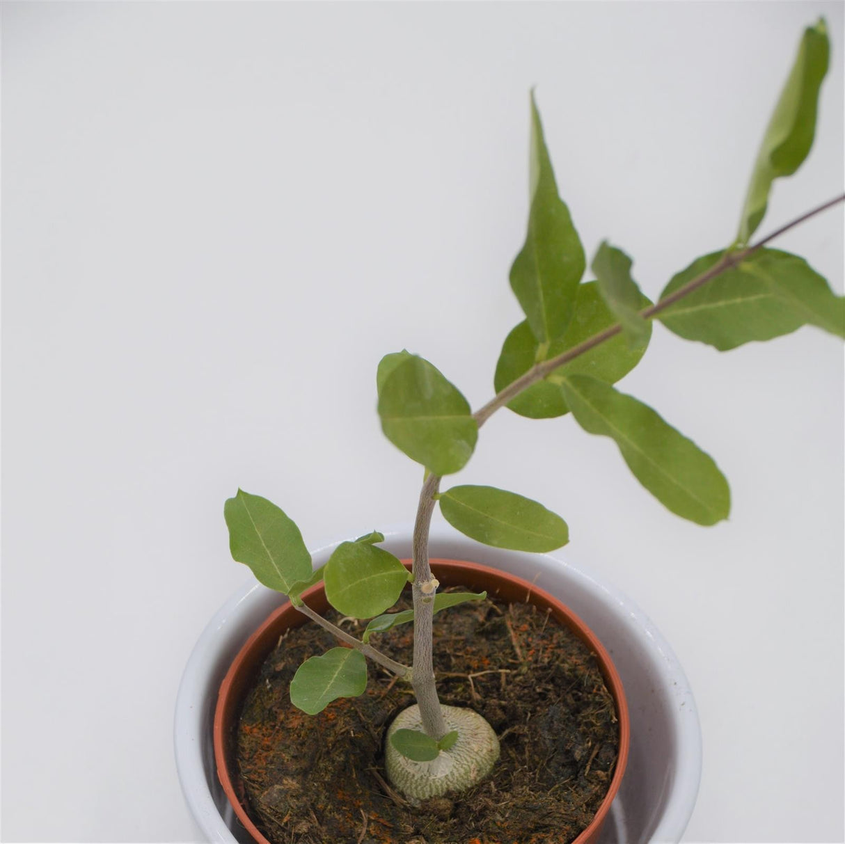 Fockea edulis - 8,5cm