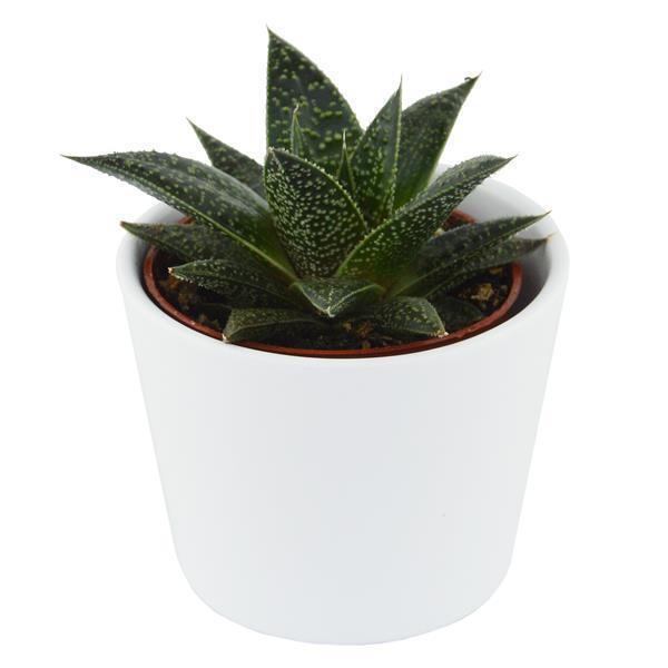 Gasteria Flow Wander - 6cm