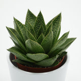 Gasteria Tiga - 8,5cm