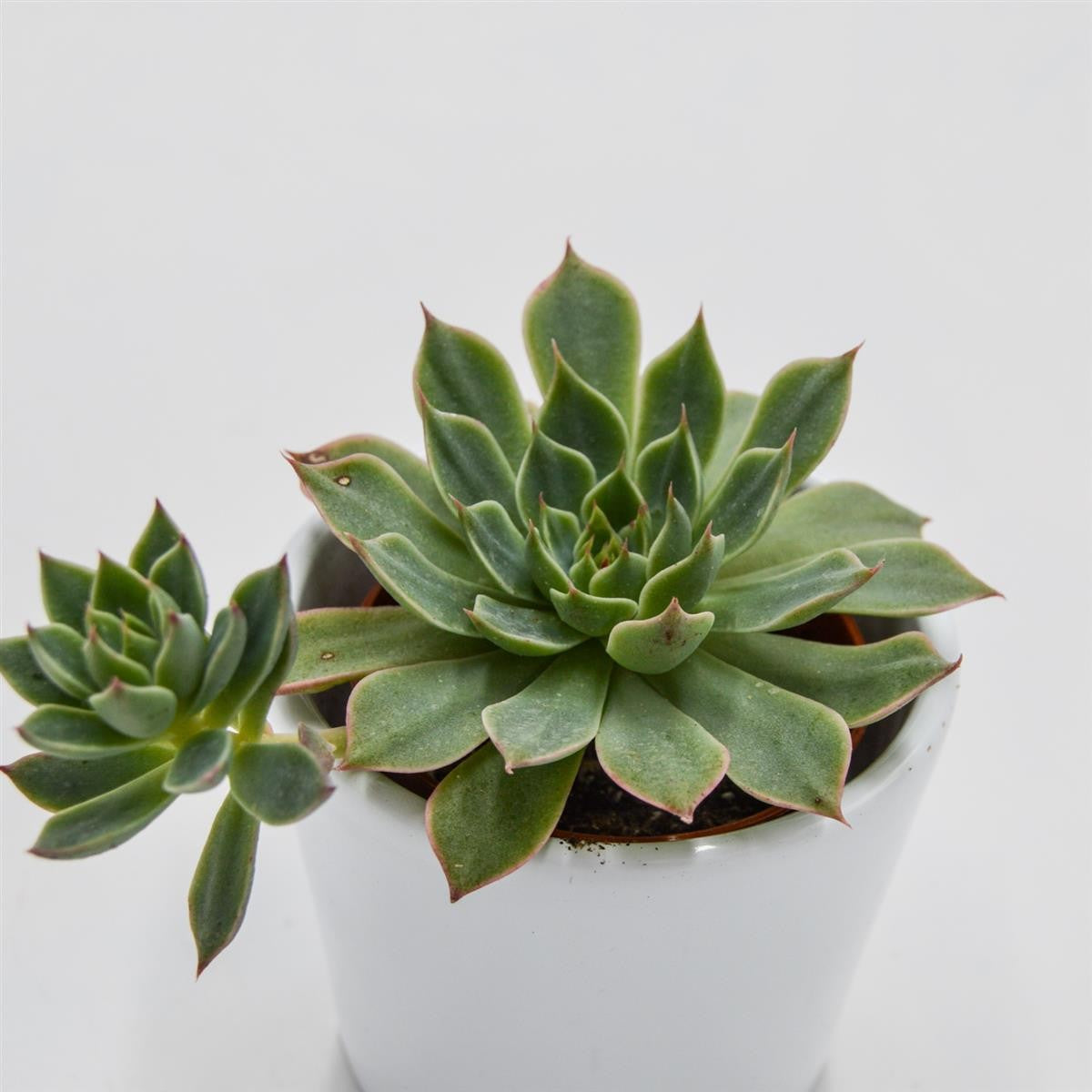 Graptopetalum Altair - 5,5cm