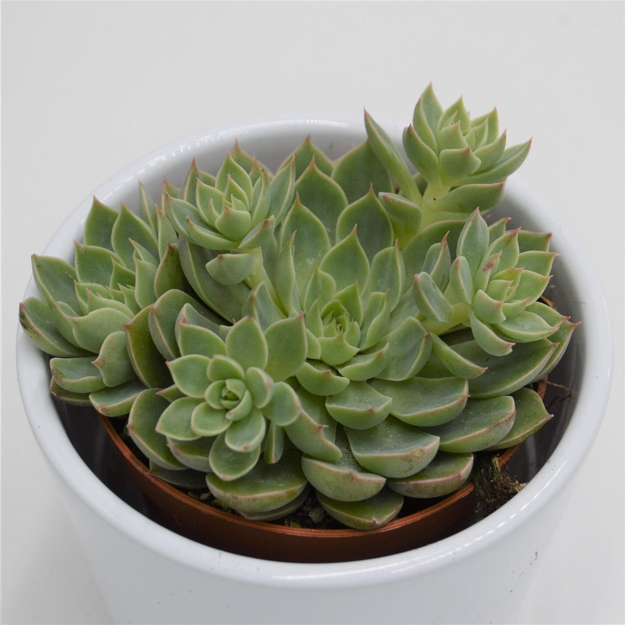 Graptopetalum Altair - 8,5cm