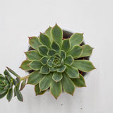 Graptopetalum Altair - 5,5cm