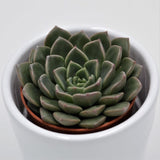 Graptopetalum Vega - 5,5cm