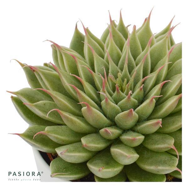 Sukkulenten Selektion, 5 Stück