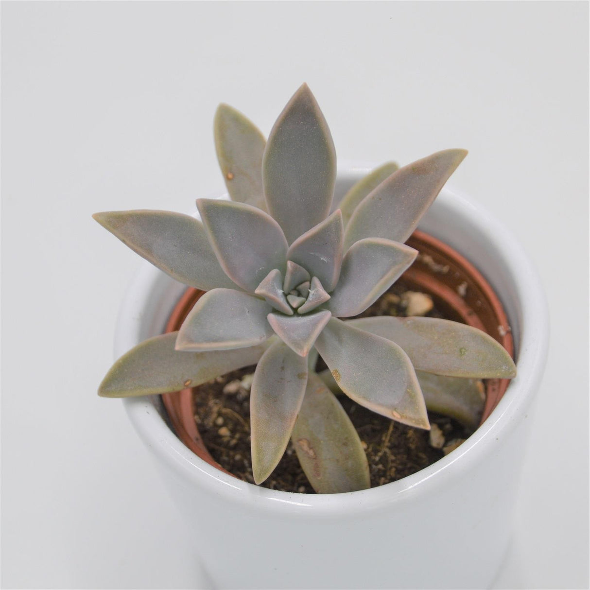 Graptopetalum paraguayense - 6cm