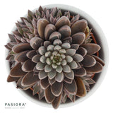 Graptopetalum rusbyi - 6cm