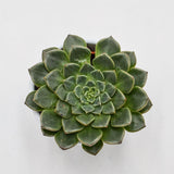 Graptopetalum Vega - 5,5cm