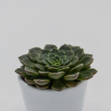 Graptopetalum Vega - 5,5cm