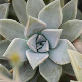 Graptopetalum paraguayense - 14cm