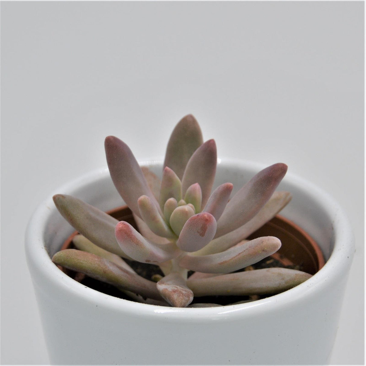 Graptosedum Darley Sunshine - 6cm