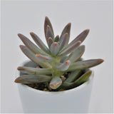 Graptosedum Francesco Baldi - 6cm