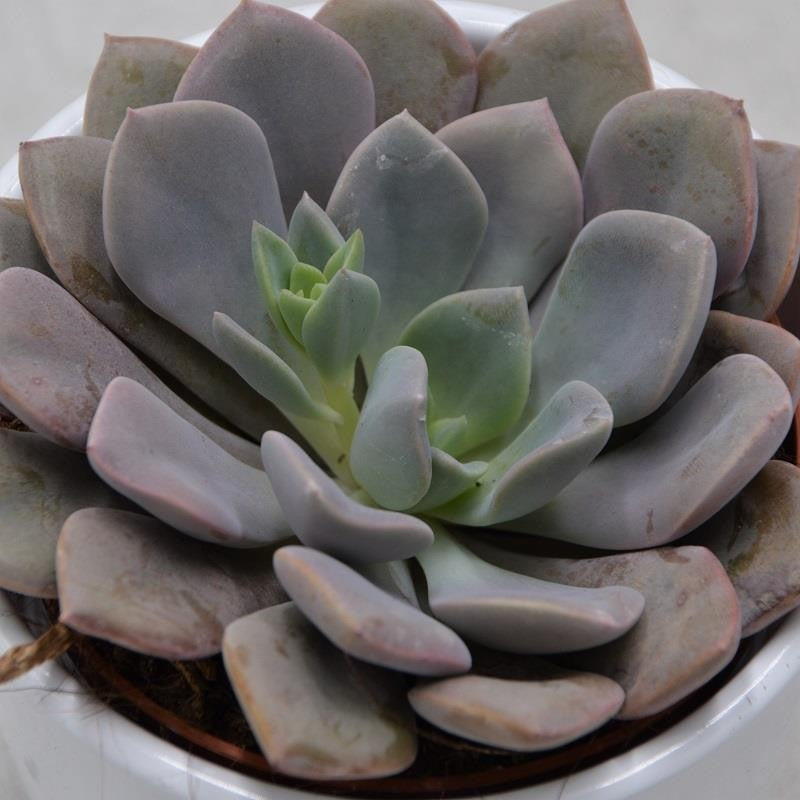 x Graptoveria Debbie - 8,5cm