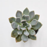 x Graptoveria pachyphytoides  f. variegata - 9cm