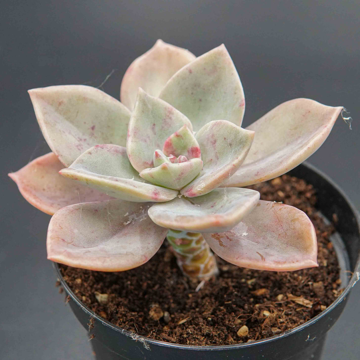 Graptoveria Purple Deight