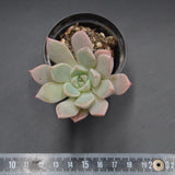 Graptoveria