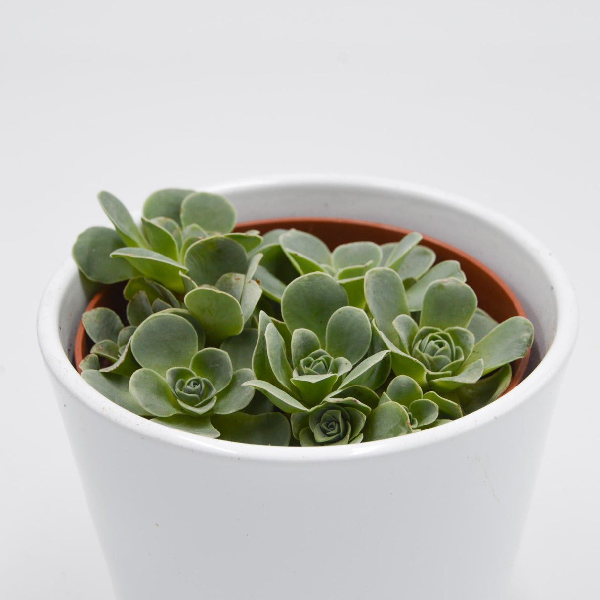 Greenovia diplocycla - 12cm