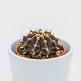 Gymnocalycium friedrichii - 5,5cm