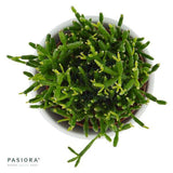 Hatiora bambusoides - 6cm