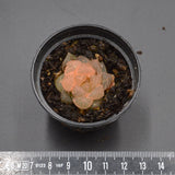Haworthia