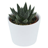 Haworthia fasciata Albert - 6cm