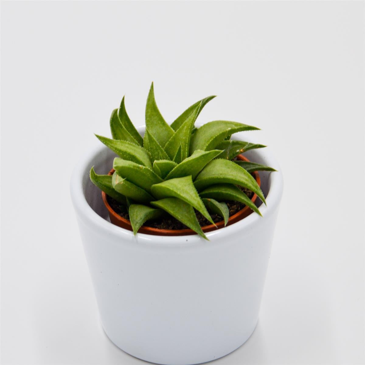 Haworthia angustifolia var. baylissii - 5,5cm