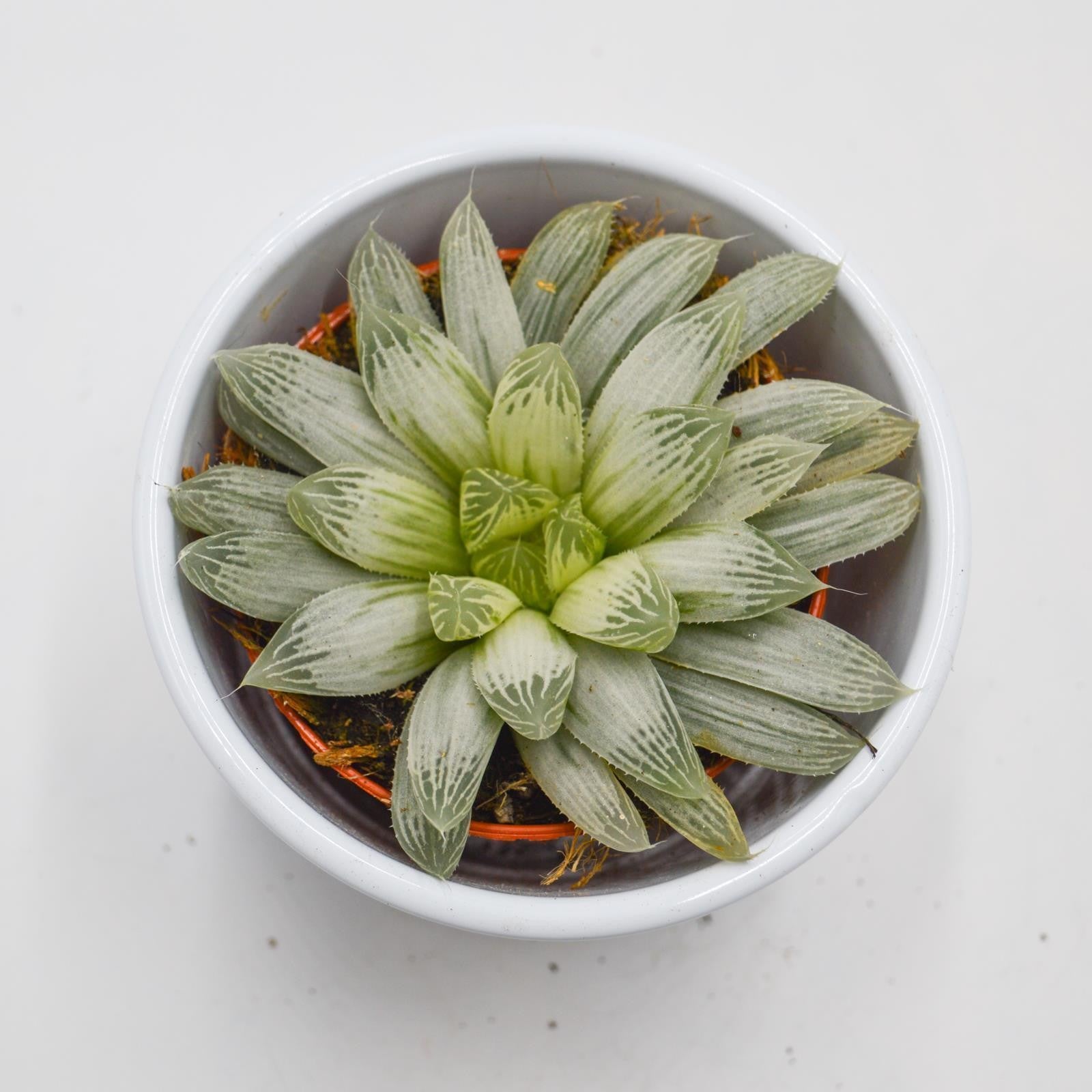 haworthia cooperi variegata Haworthia cooperi f. variegata Ø10,5cm