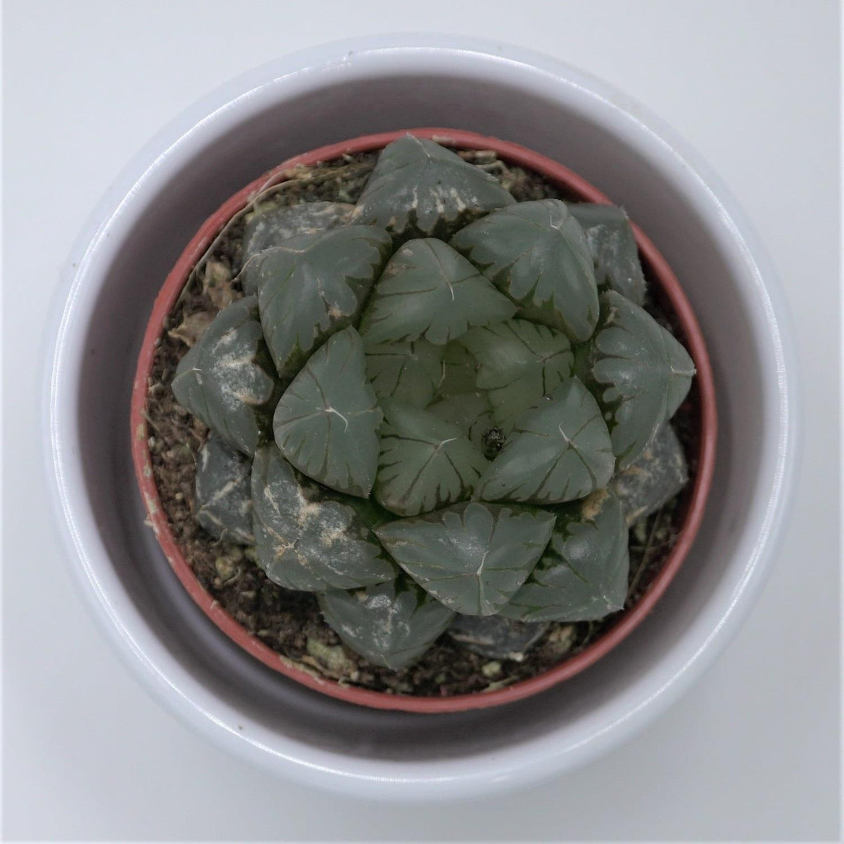 Haworthia cooperi var. truncata - 5,5cm